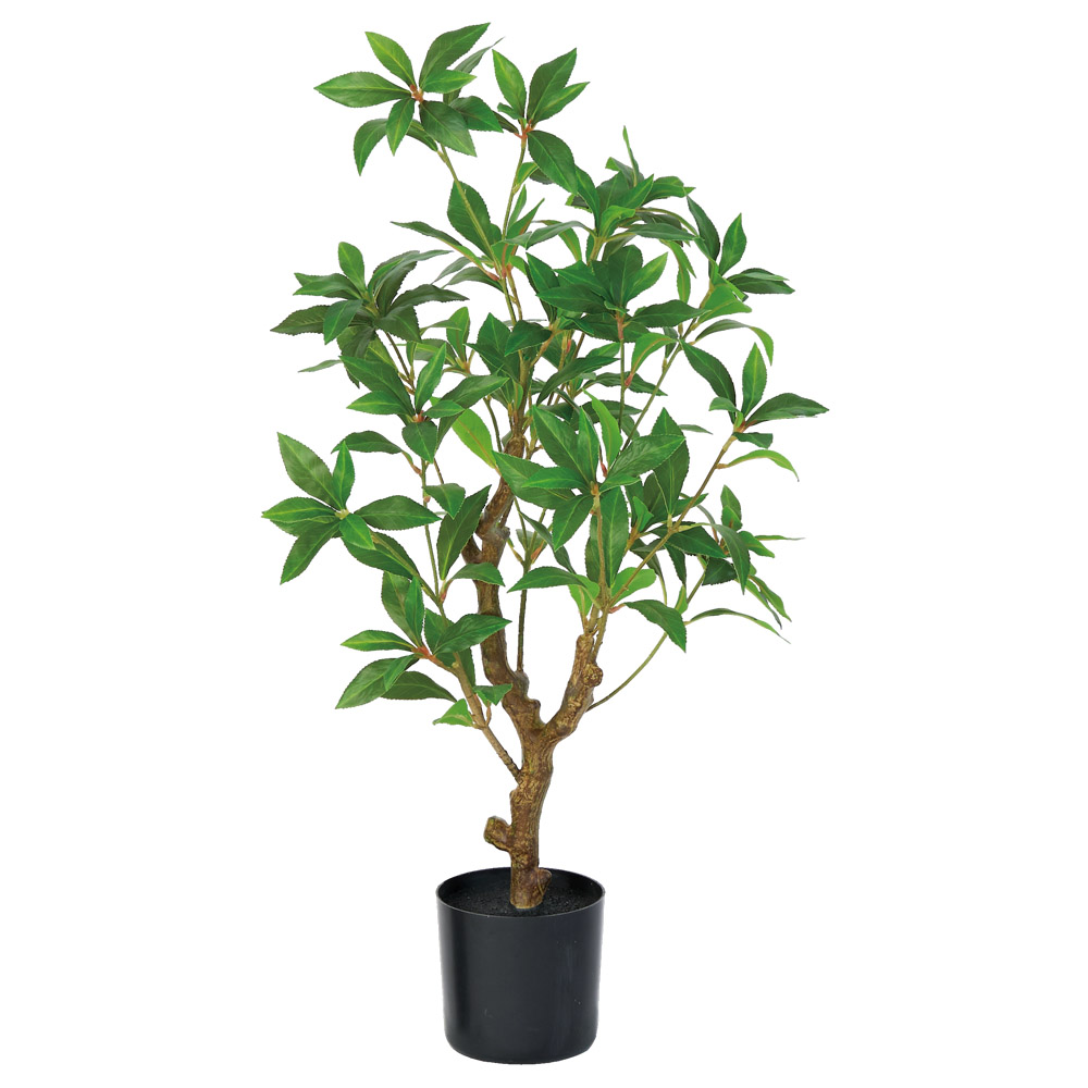 アセビ（ポット付）