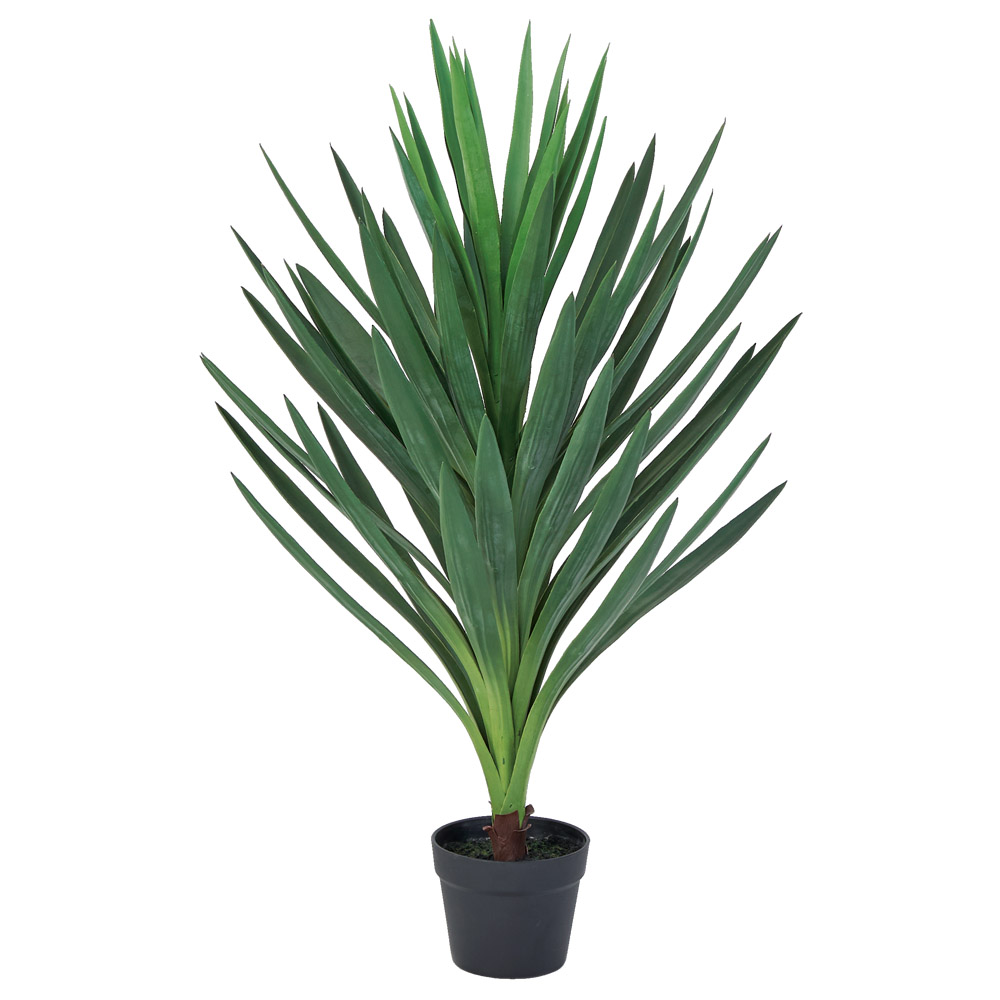 アガベ（ポット付）