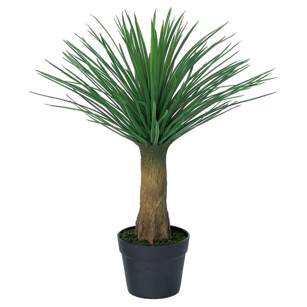 ユッカ（ポット付）