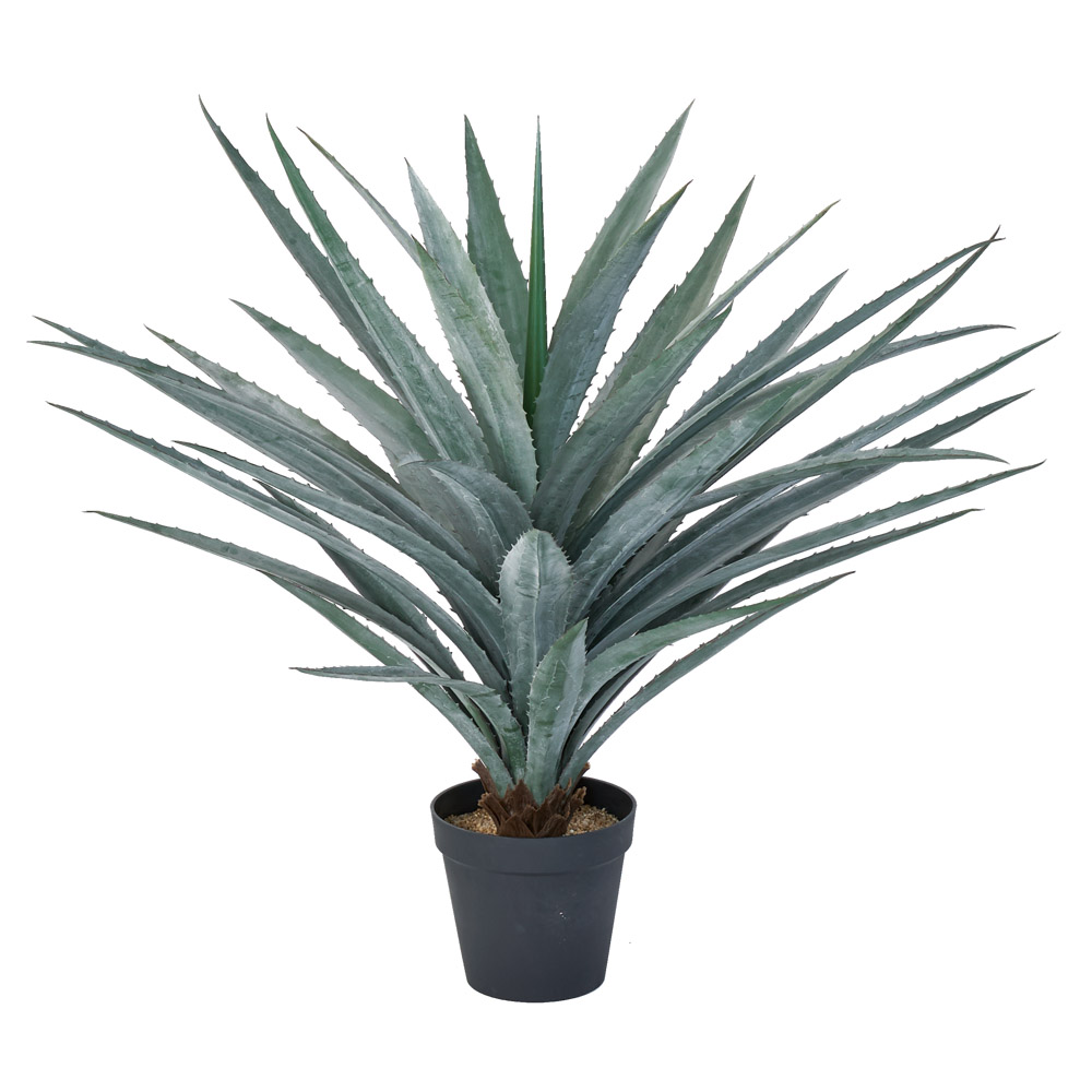 アガベ（ポット付）