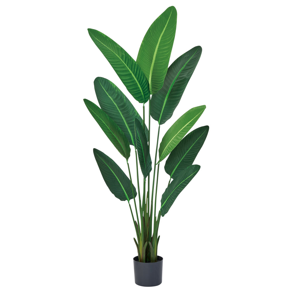 トラベルパーム（ポット付）