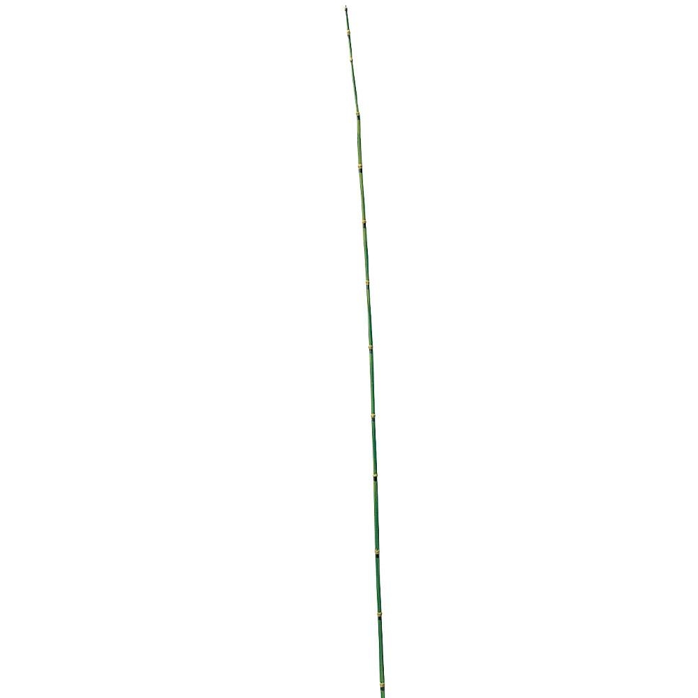 トクサ（M）