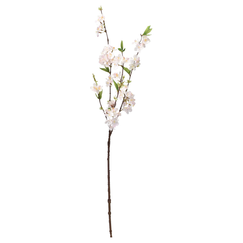 桜×75