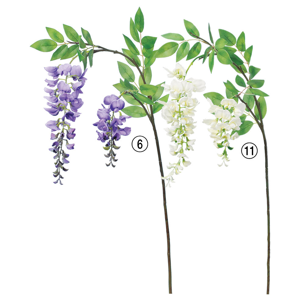 ウィステリア×2