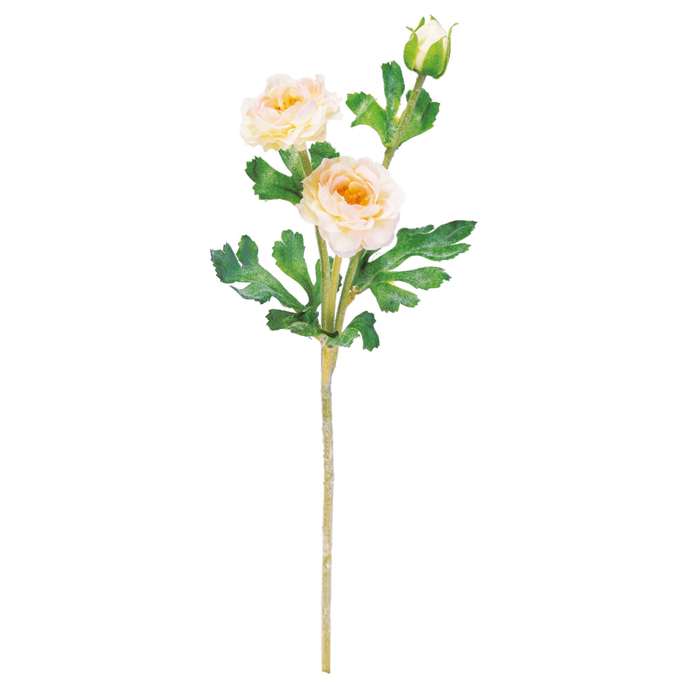 ミニラナンキュラス×2つぼみ×1