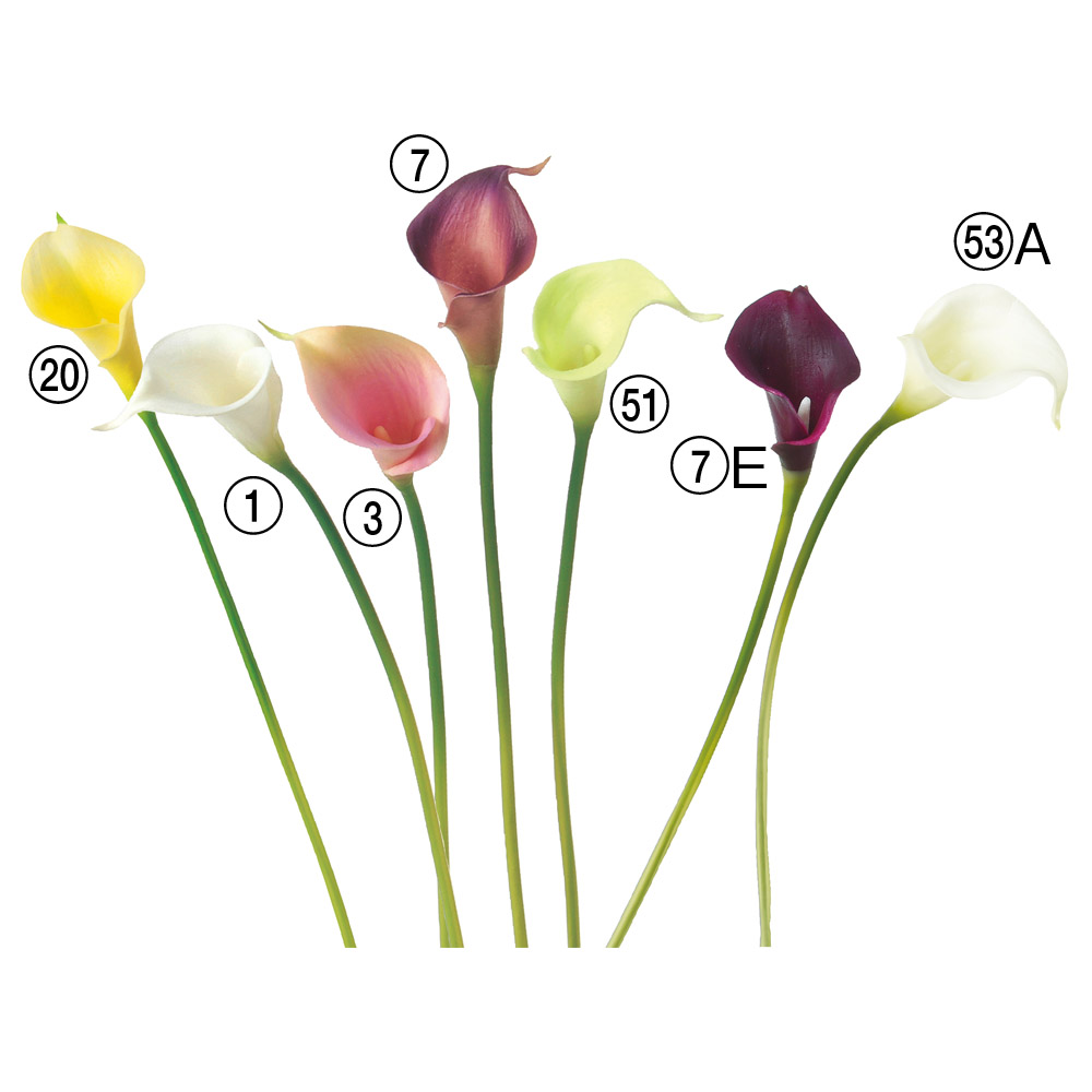 カラーリリィ（S）