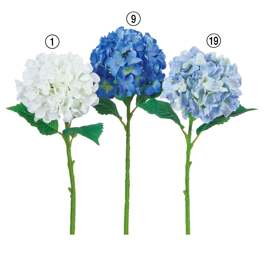 ハイドランジア