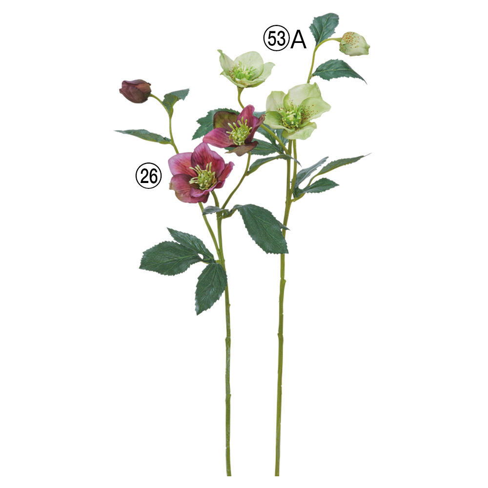 クリスマスローズ×2つぼみ×1