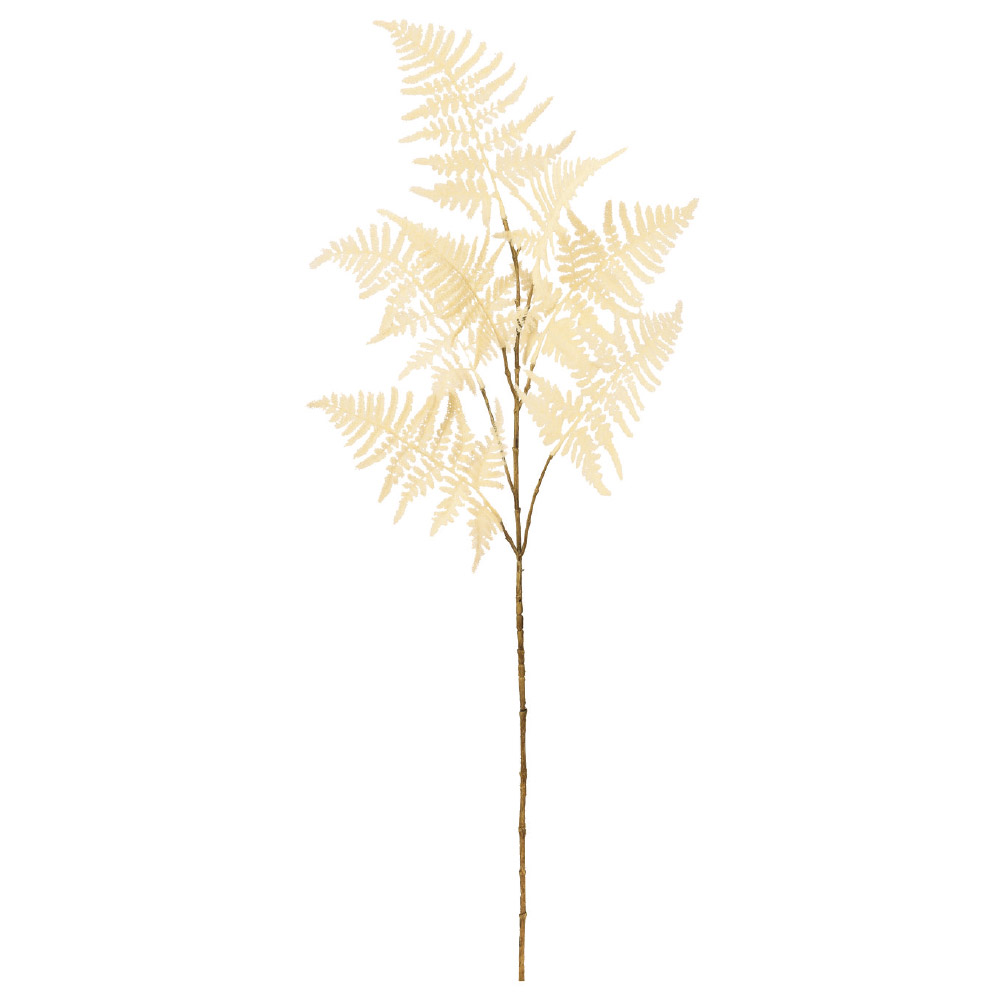 アスパラガスファーン 商品案内 株式会社アスカ商会