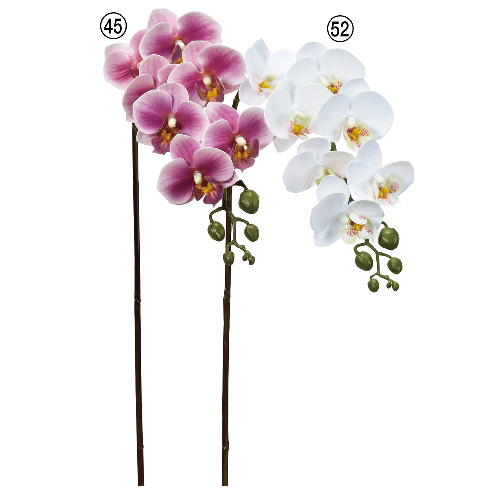 コチョウラン×7つぼみ×6