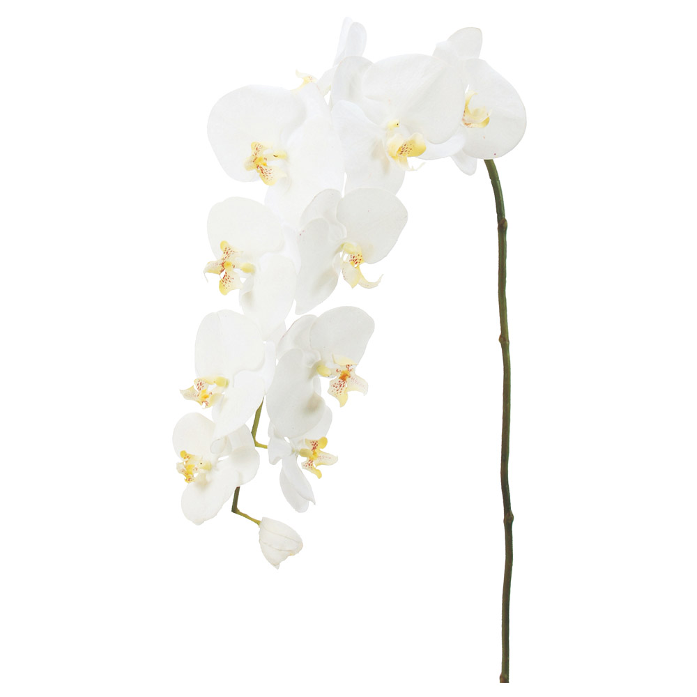 コチョウラン（L）×10つぼみ×1