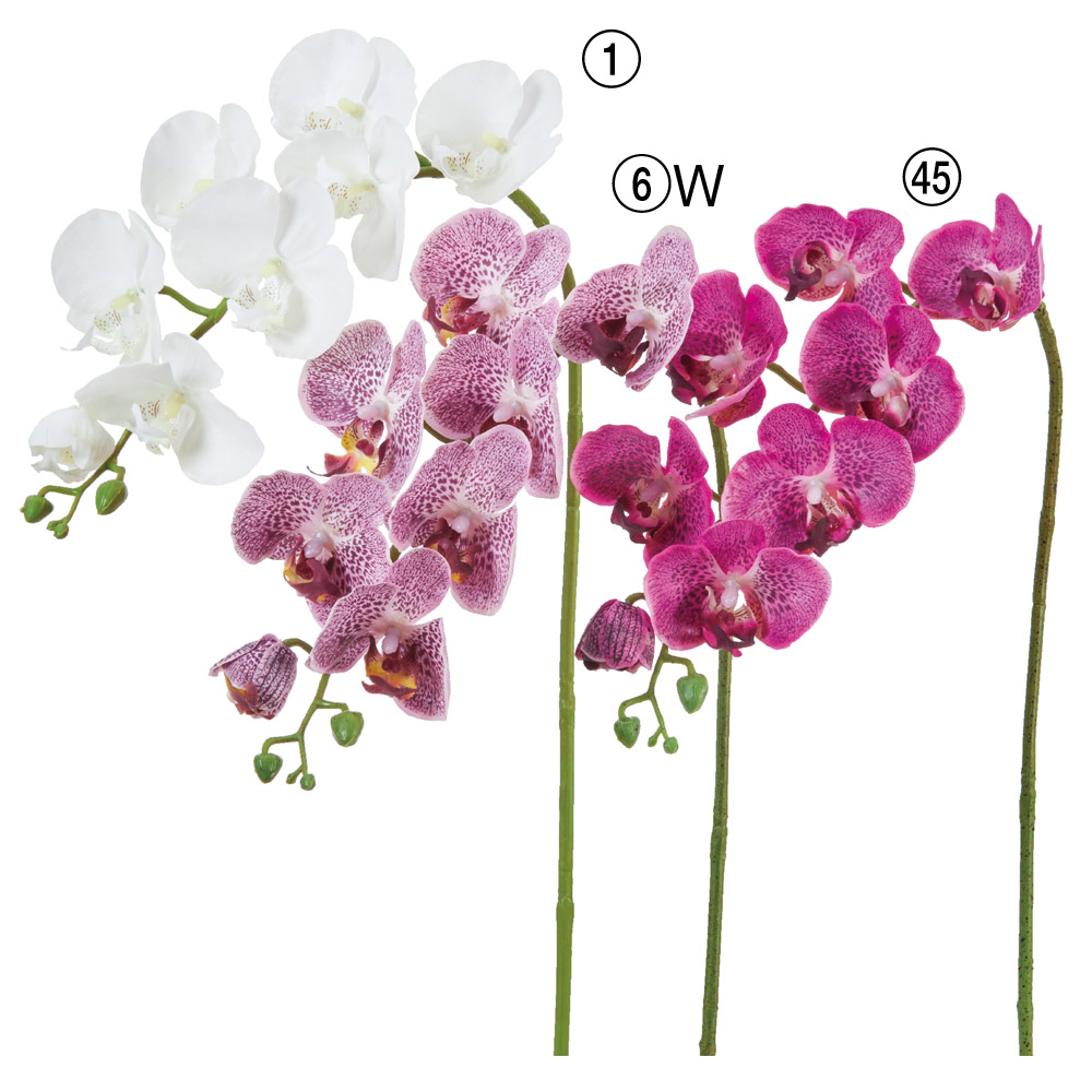 コチョウラン×7つぼみ×3