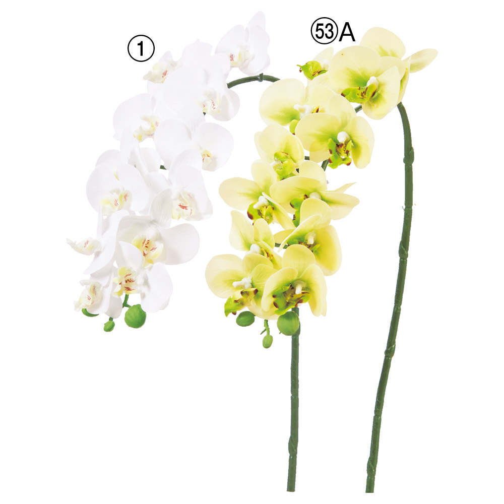 コチョウラン×12つぼみ×3