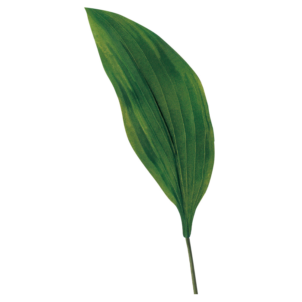 ホスタリーフ（ギボウシ）