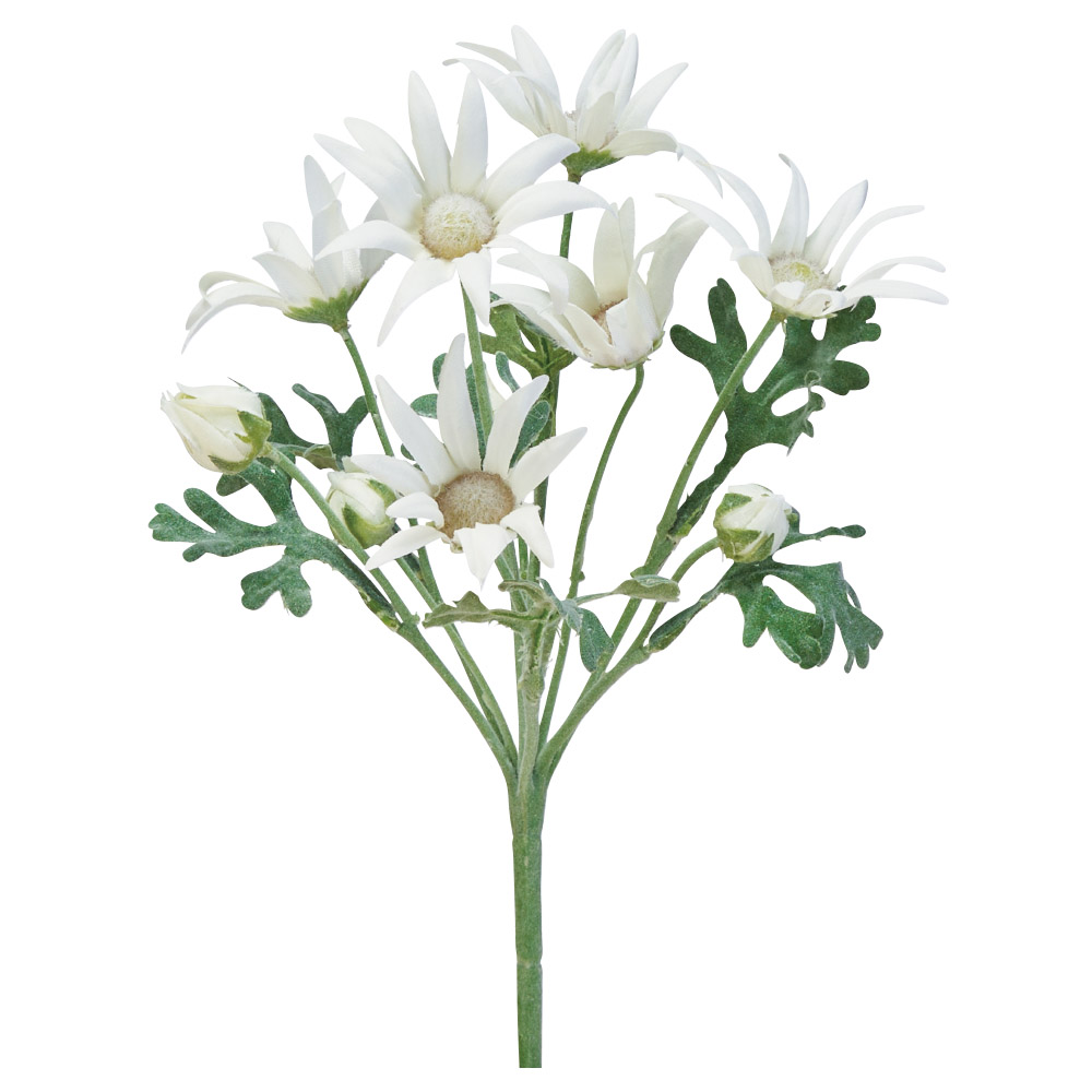 エーデルワイス×6つぼみ×4