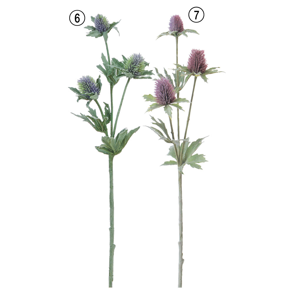 エリンジウム（アザミ）×3