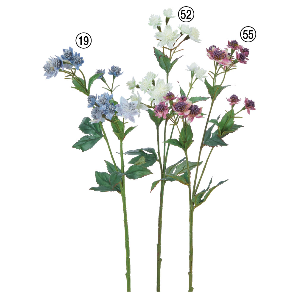 アストランティア×14