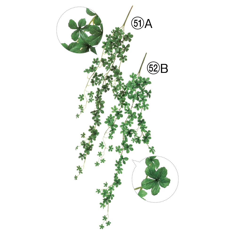 ミニシサスアイビーバイン