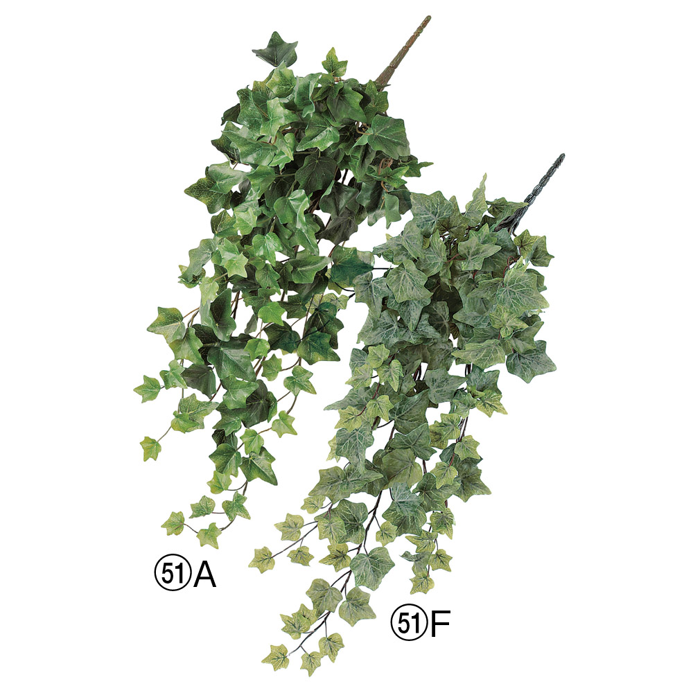 イングリッシュアイビーバイン