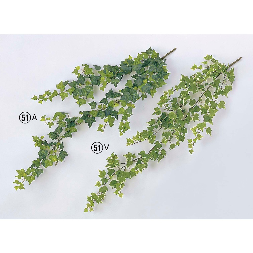 ミニイングリッシュアイビーブッシュバイン 商品案内 株式会社アスカ商会