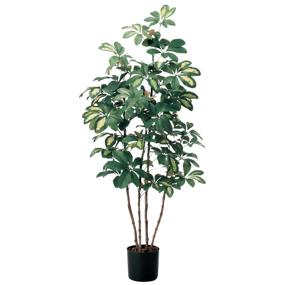 ベビーシェフレラ（ポット付）