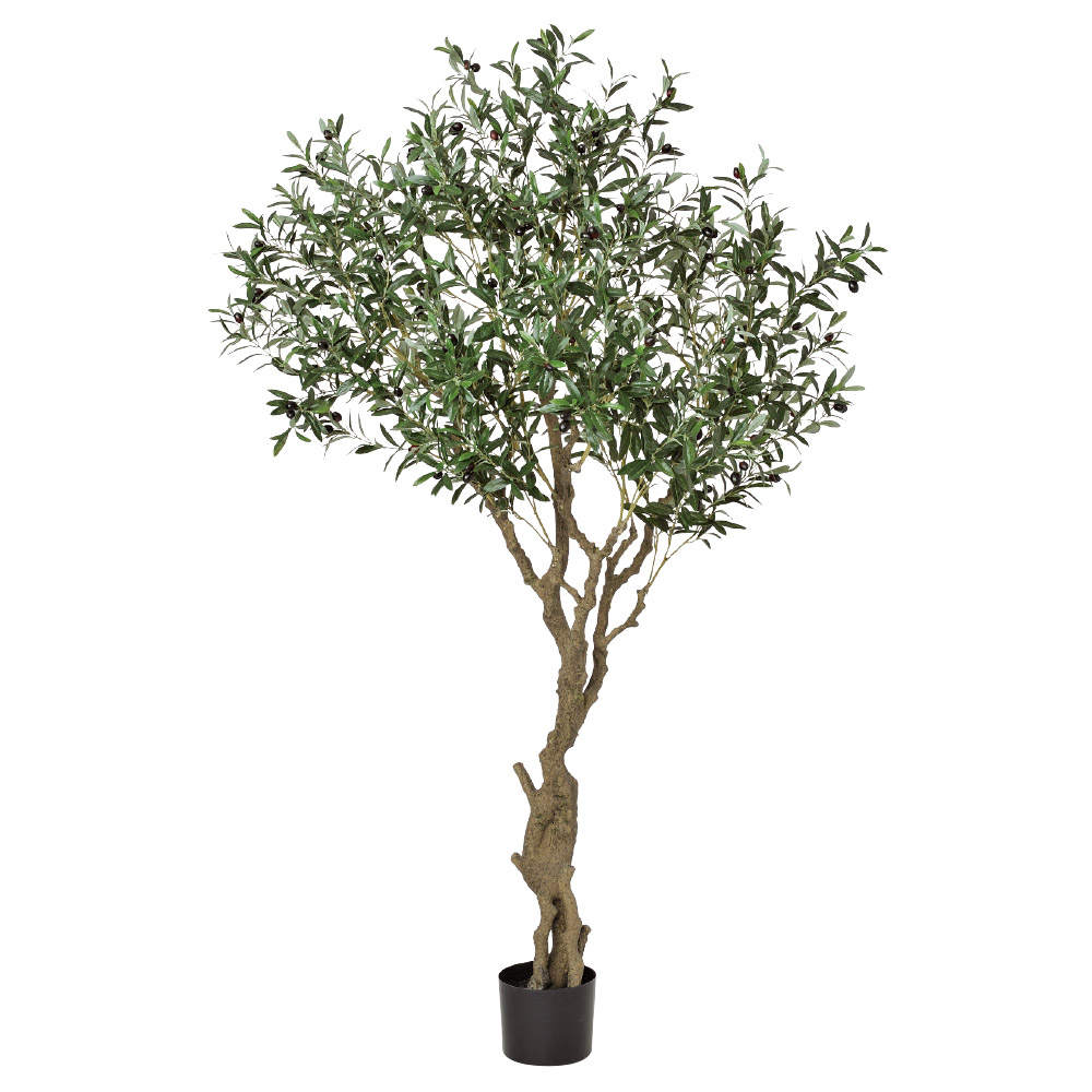 オリーブ（ポット付）｜商品案内｜株式会社アスカ商会