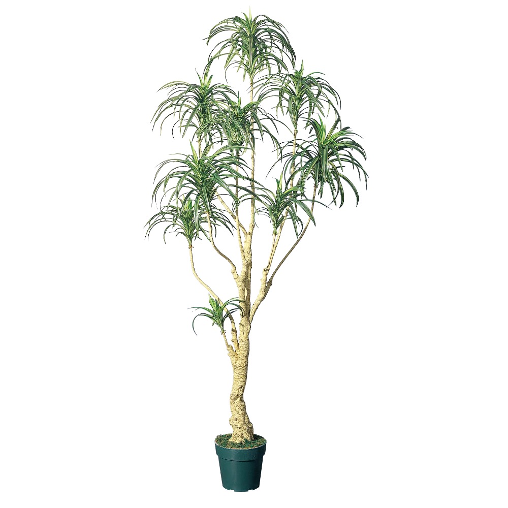 ユッカツリー（ポット付）