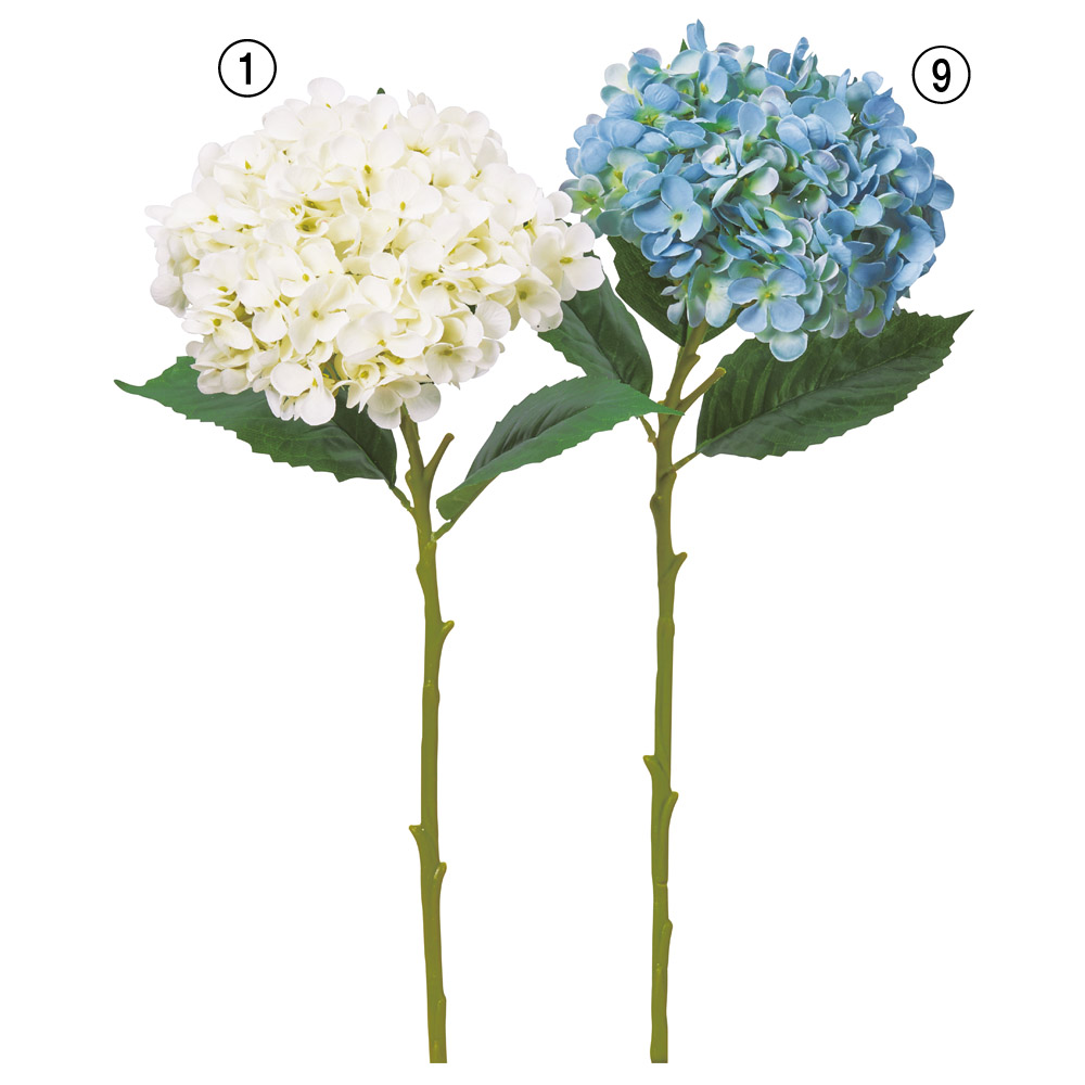 ハイドランジア