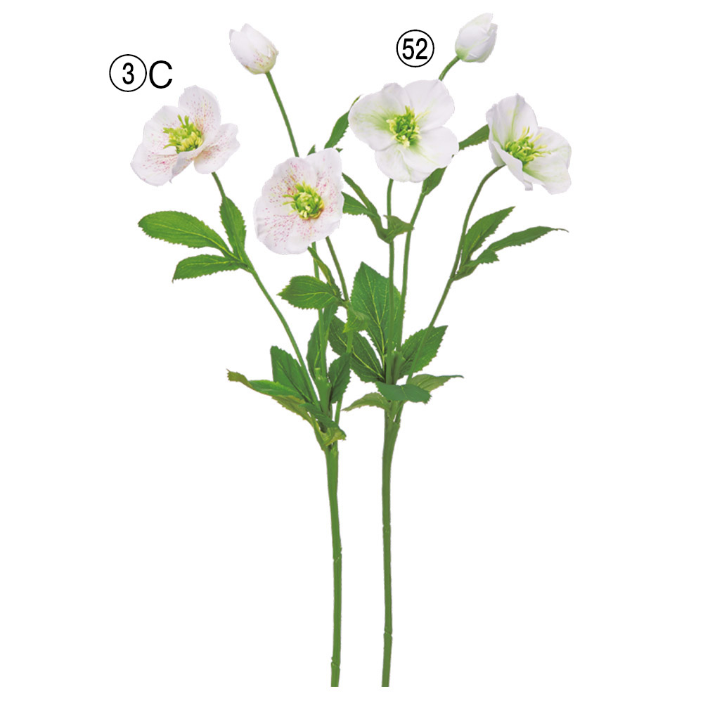 クリスマスローズ×2つぼみ×1