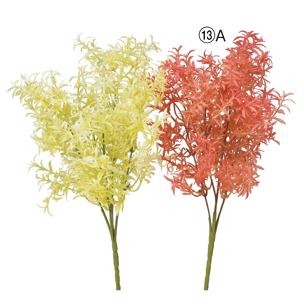 スプレンゲリーブッシュ