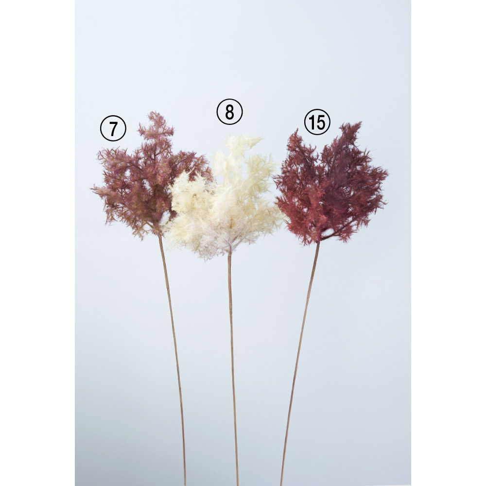 スモークツリー