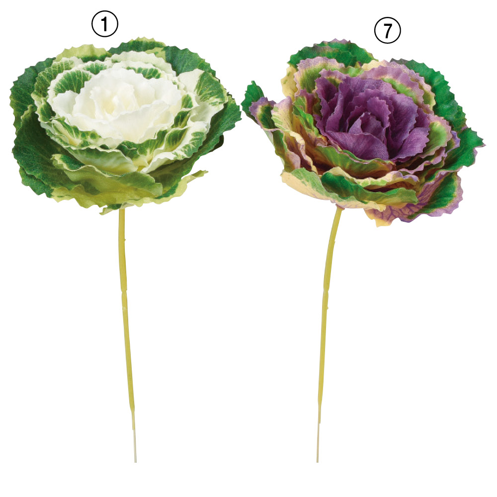 ミニ葉ぼたん 商品案内 株式会社アスカ商会