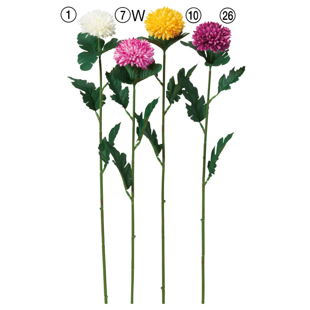 鞠菊