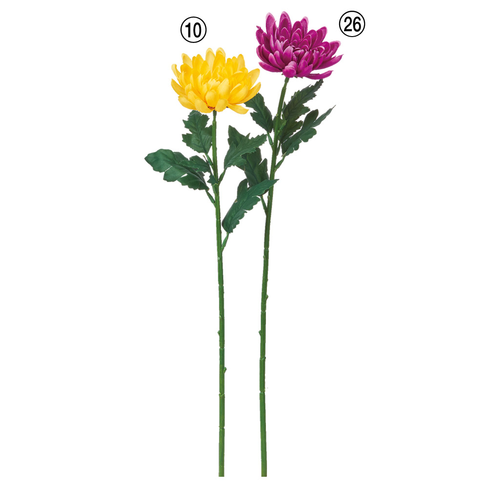 菊