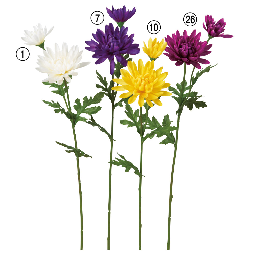菊×2