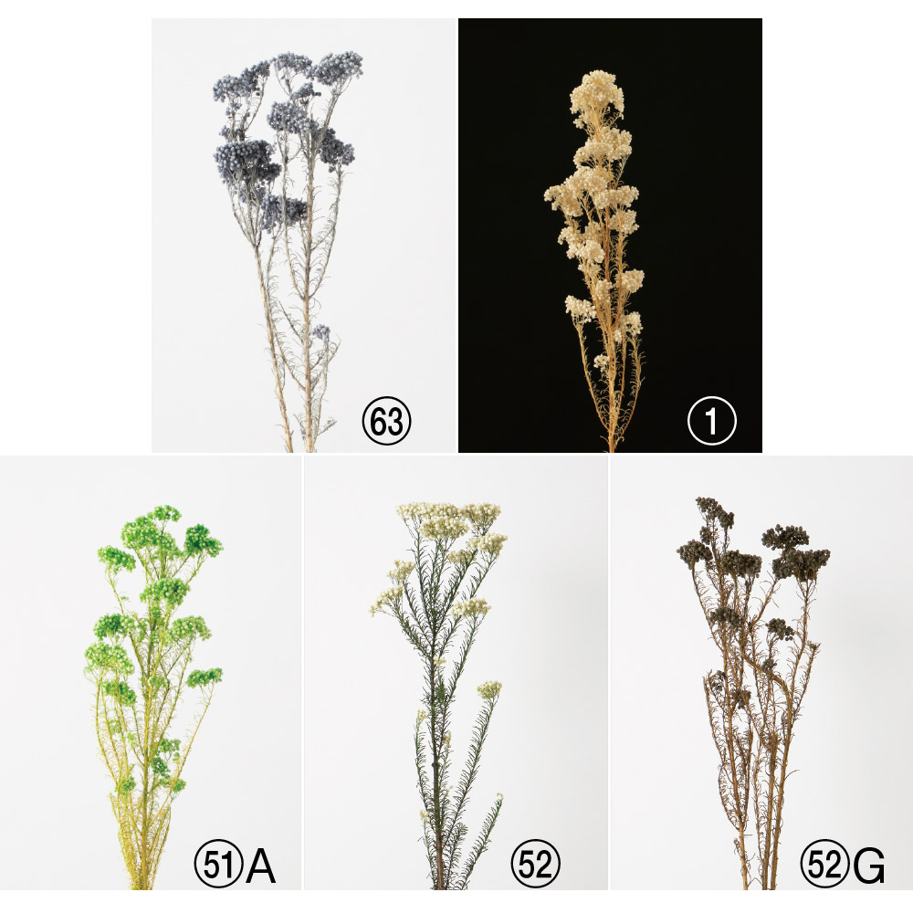 ライスフラワー