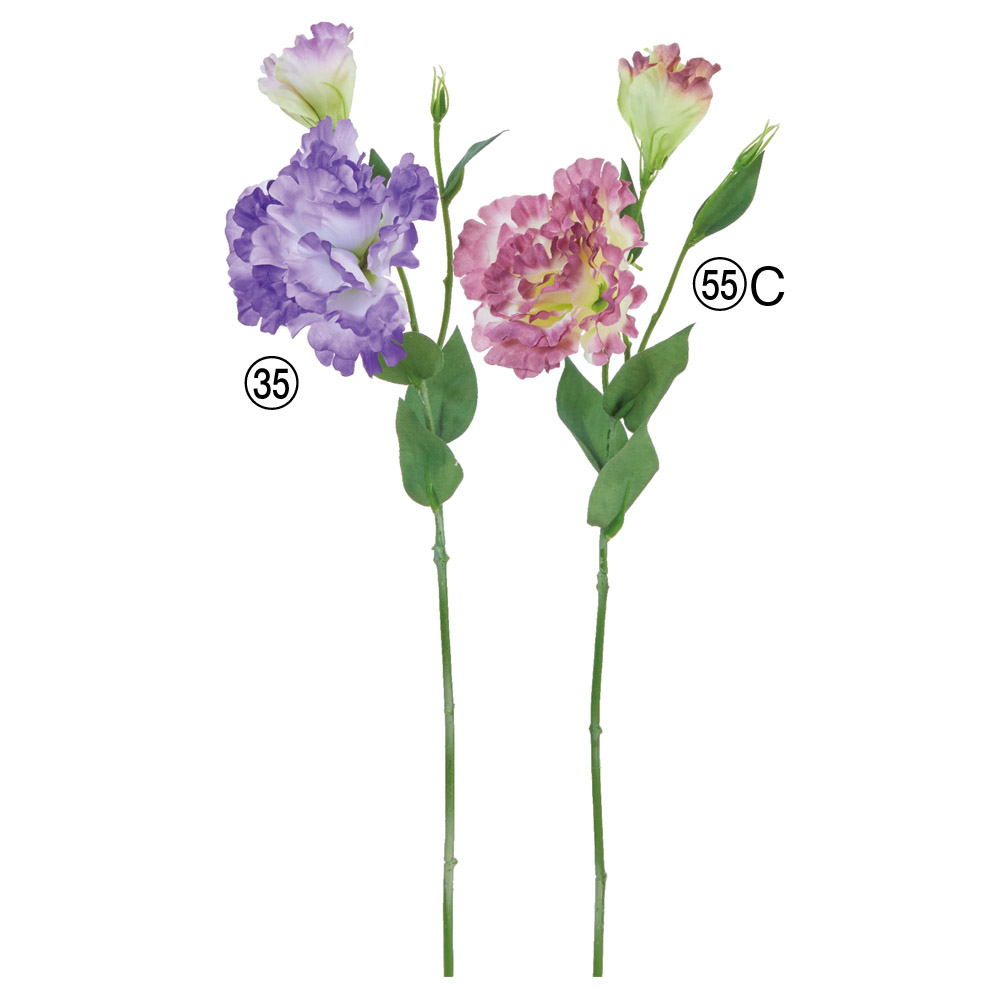 トルコギキョウ×1つぼみ×2