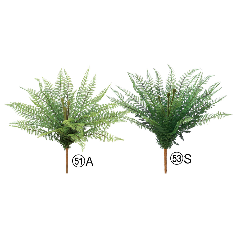 ファーンブッシュ