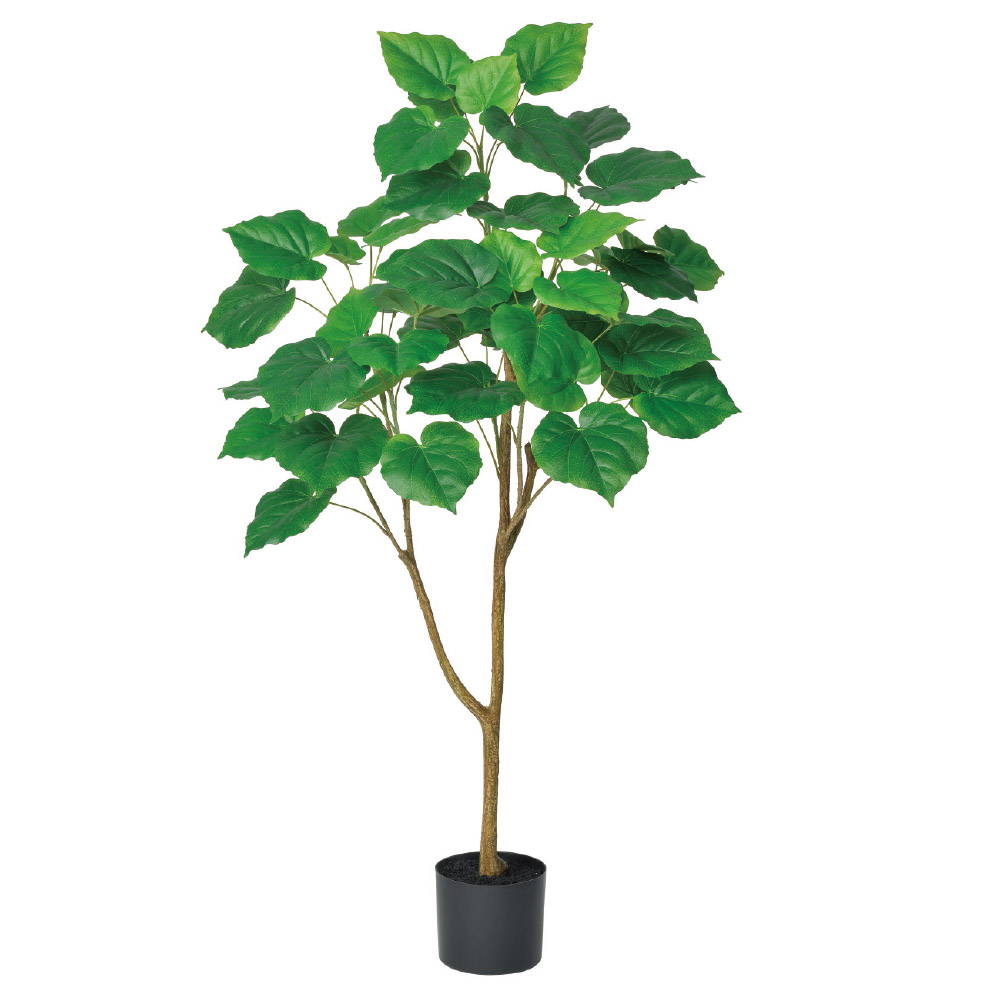 ウンベラータ（ポット付）