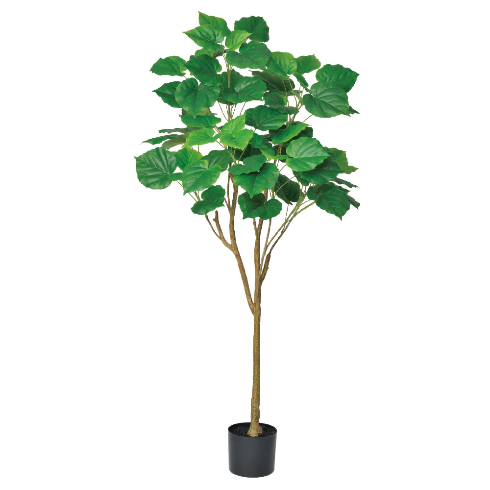 ウンベラータ（ポット付）