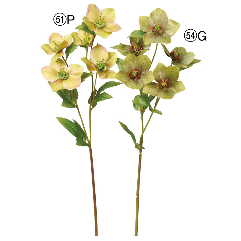 クリスマスローズ 5 商品案内 株式会社アスカ商会