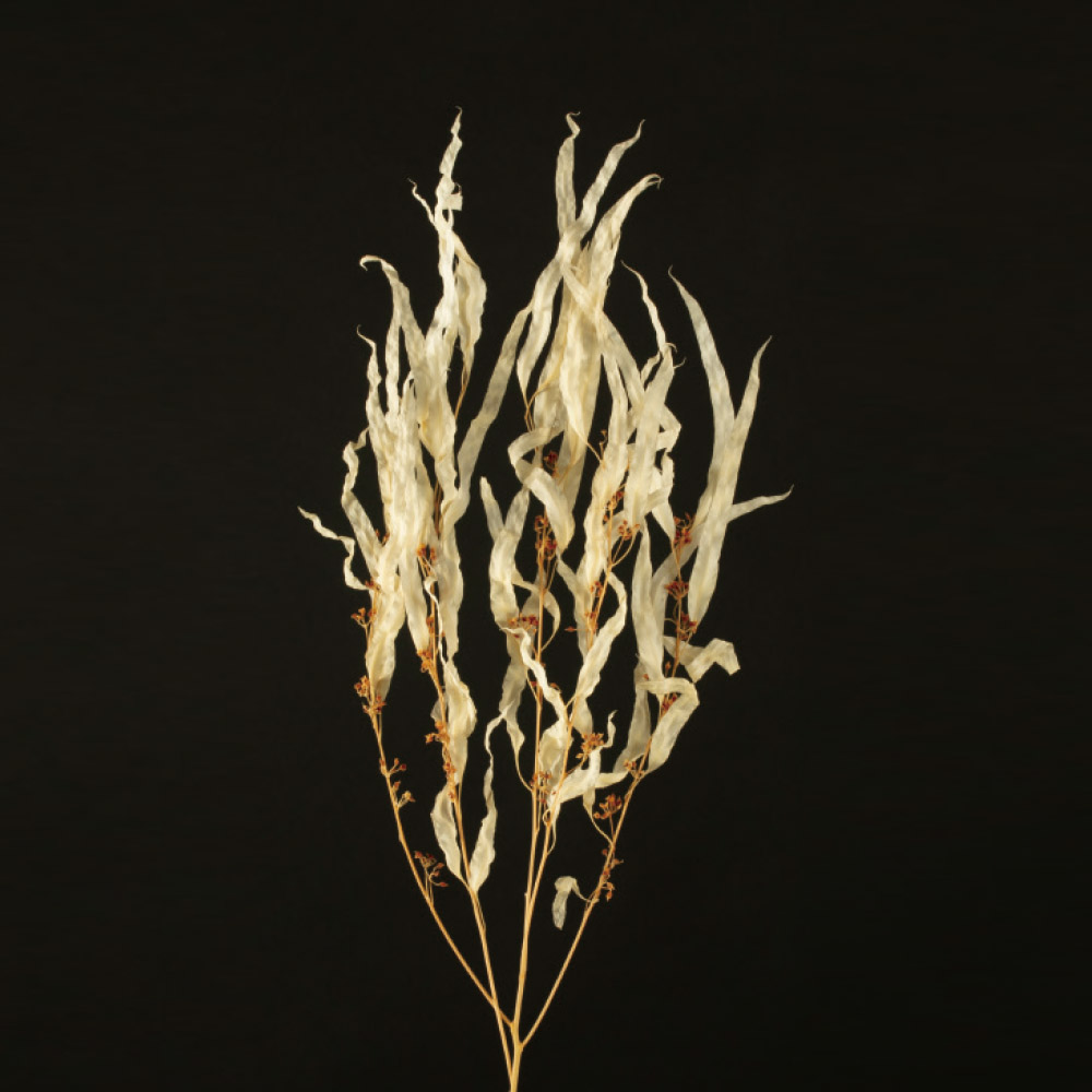 ユーカリ（細葉/実付）