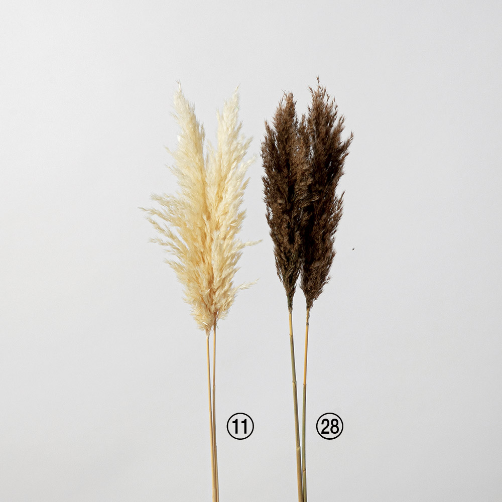 エリアンサス|商品案内|株式会社アスカ商会