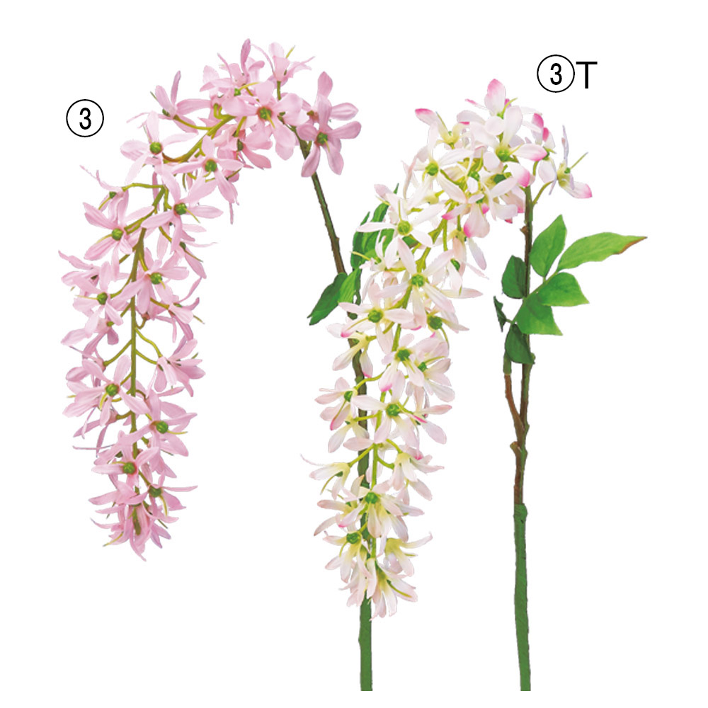 ウィステリア（ナツフジ）