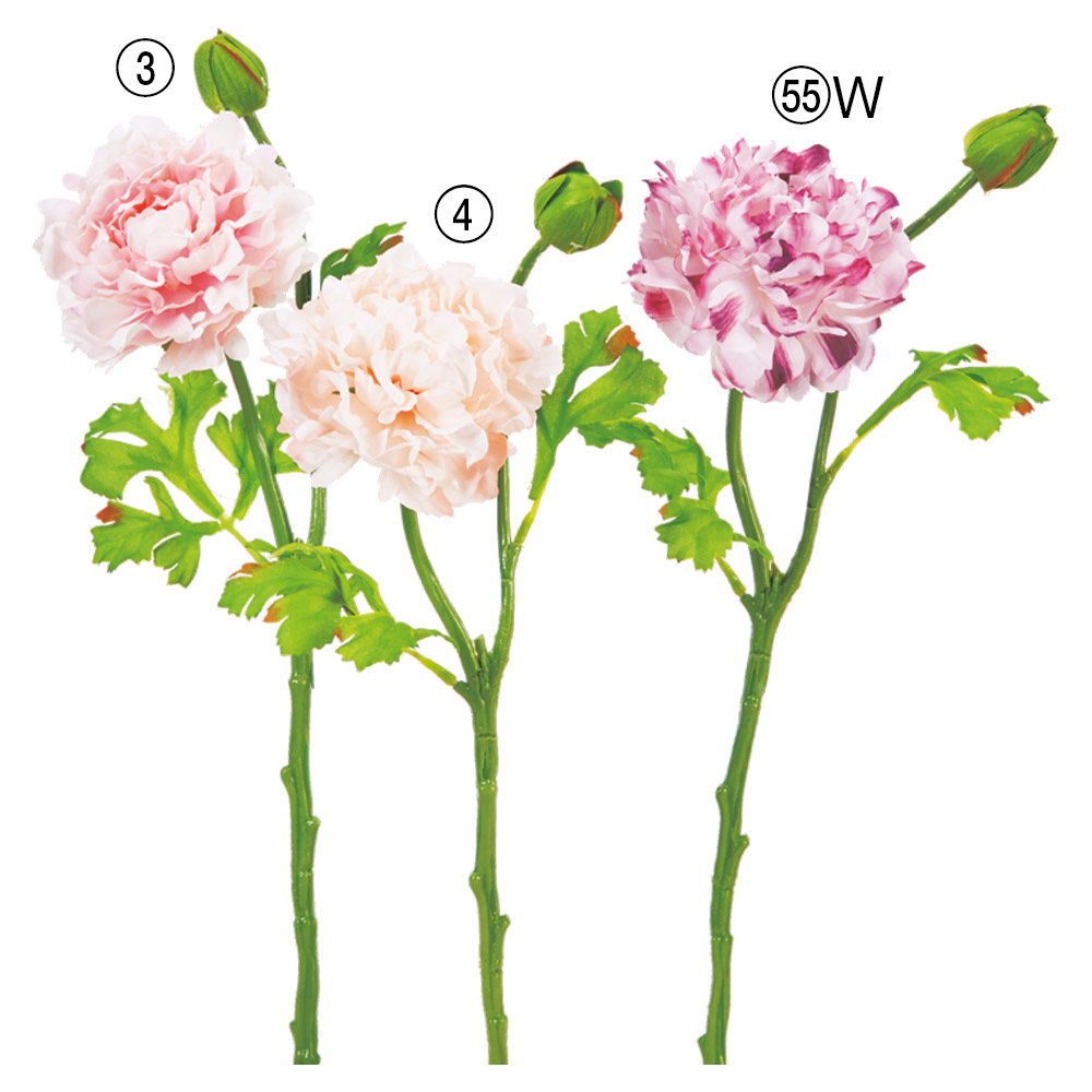 ラナンキュラス×1つぼみ×1