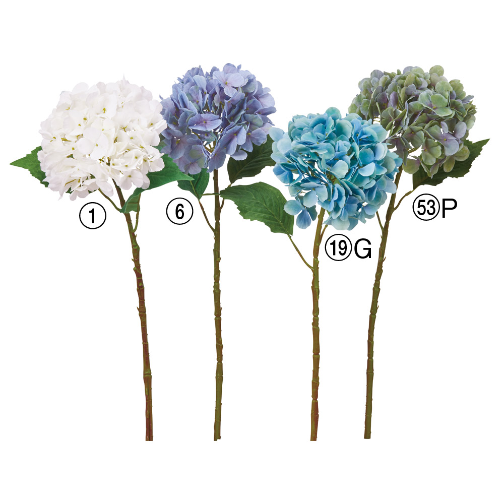 ハイドランジア