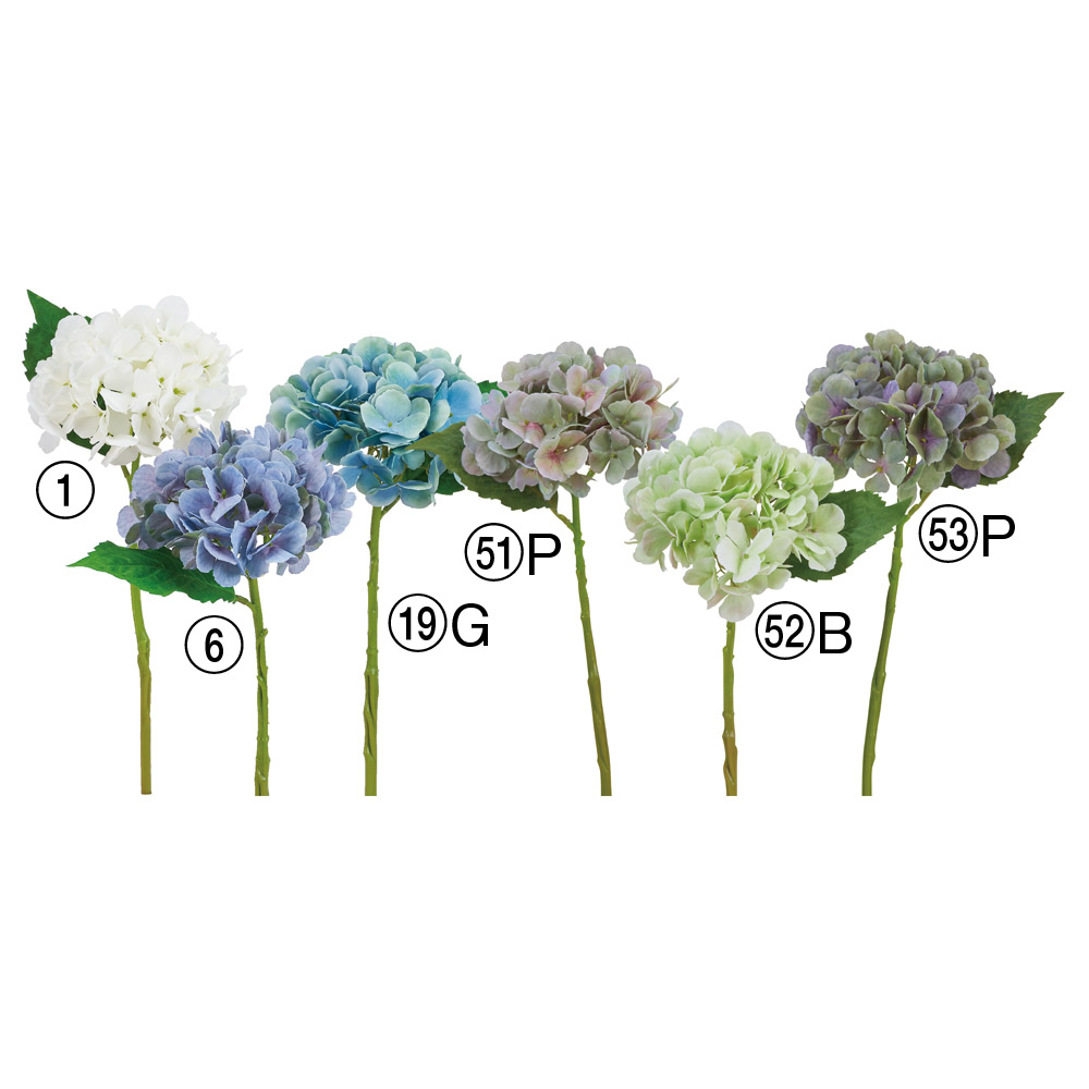 ハイドランジア