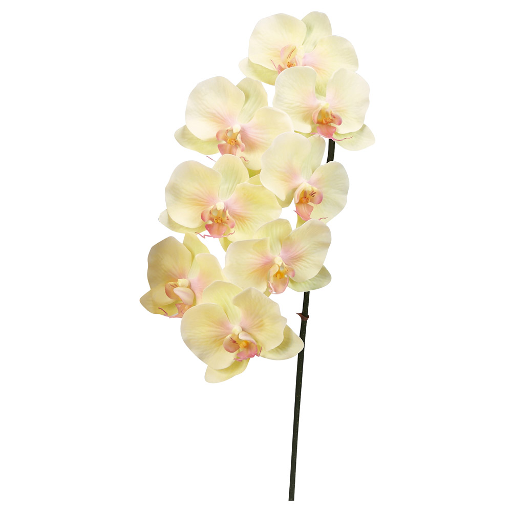 コチョウラン×8