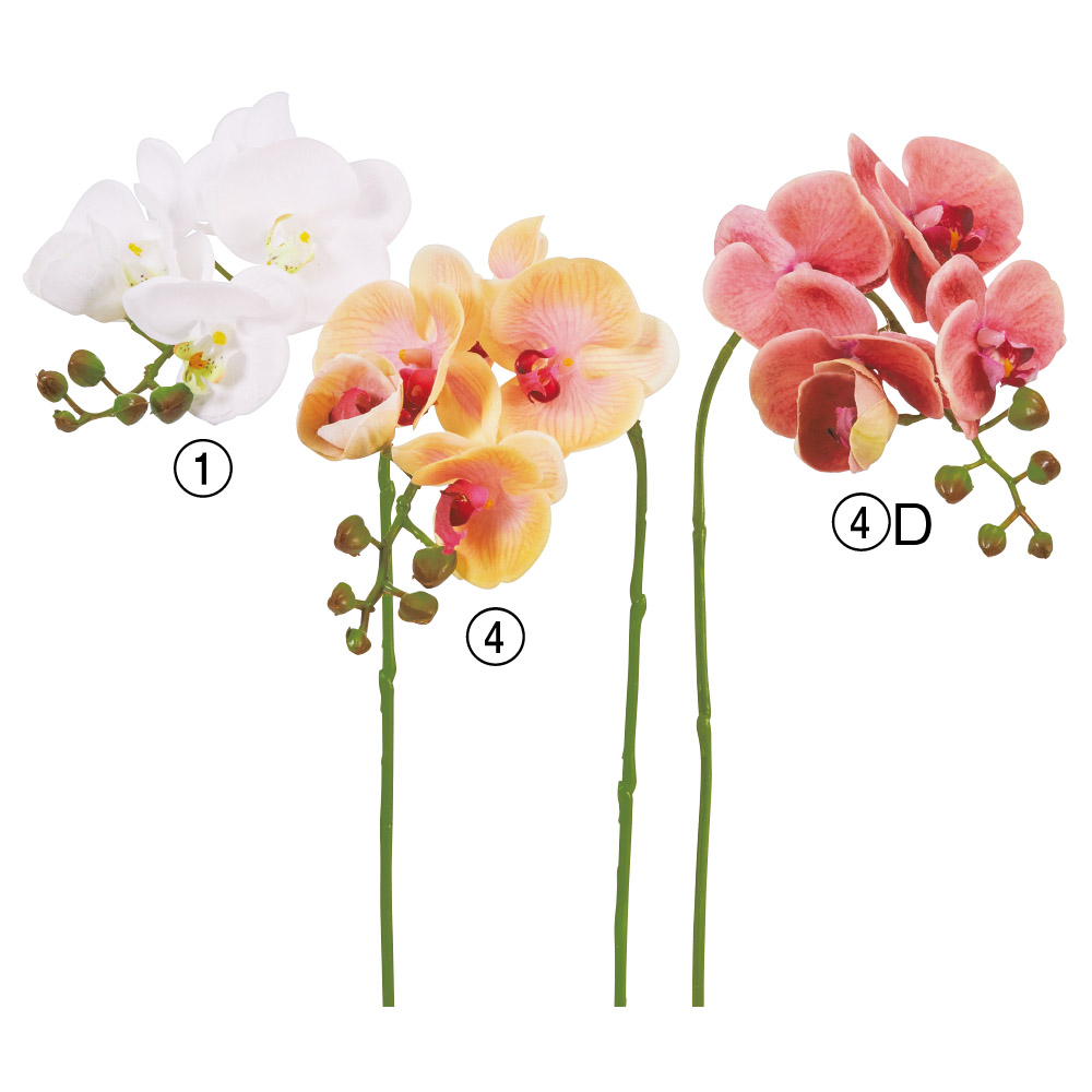 コチョウラン×5つぼみ×5