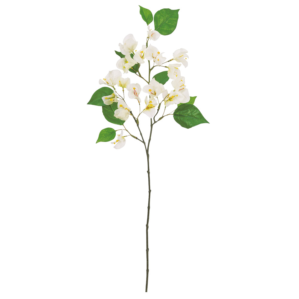 ブーゲンビリア×18